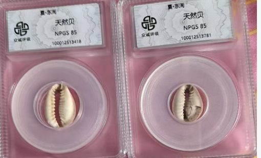 天然贝*2-嘉城艺术交易平台